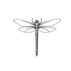 A detailed black and white illustration of a dragonfly with its wings spread wide, showcasing intricate venation and segmented body.