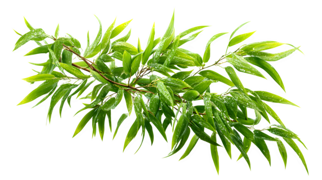 bamboo leaf plant cluster isolated on white
