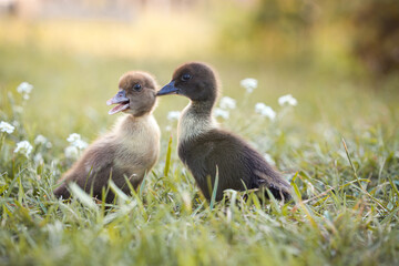 little ducklings in green grass in the rays of the setting sun