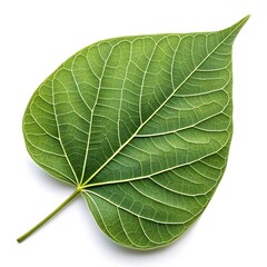 Obraz premium Cucumber Tree Leaf Lush Green Botanical Beauty with Broad Oval Shape and Prominent Veined Texture Captured in Crisp Brilliant Detail on a Pure White Background