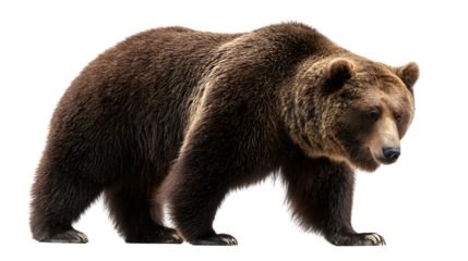 brown bear in standing posture isolated on white