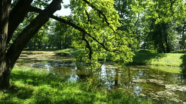 Picturesque summer landscape with a pond overgrown with duckweed in the Alexander Park in Tsarskoye Selo, Pushkin, Russia