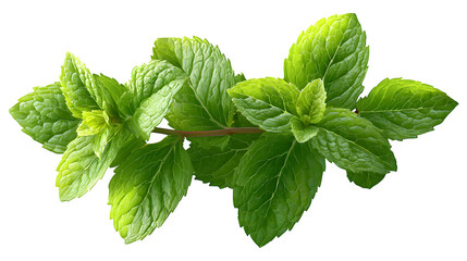 HD realistic fresh mint leaves isolated on white png