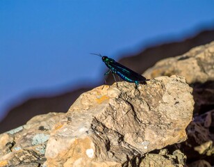 A vibrant iridescent insect perched on a rocky outcrop