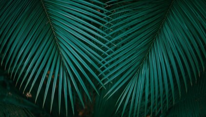 Abstract Palm Fronds. Interwoven Textures and Tonal Variations in Deep Greens.