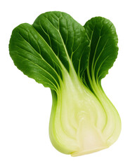 Slice of fresh bok choy with visible texture