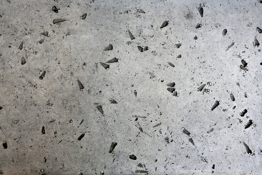 Pierre avec traces de coquillages fossiles