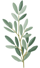 Stylized illustration of a sprig of grayish-green leaves