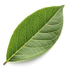 Prunus Lusitanica Leaf Glossy Dark Green Botanical Beauty with Sleek Elongated Oval Shape and Defined Veined Texture Captured in Crisp Brilliant Detail on a Pure White Background