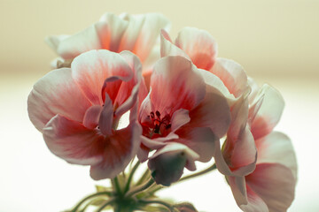 red and white pelagonium flowers close up