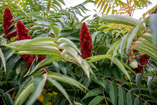 Detailed view of staghorn sumac showing bright red conical fruit clusters surrounded by lush green pinnate leaves in nature