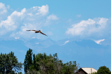 A black kite (Milvus migrans) hovers in the air in search of prey over a mountain village - over green trees and the roof of a wooden house. High snow-capped peaks are visible in the distance.