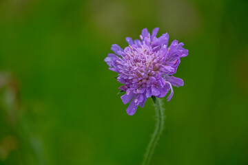 Flower of Field Scabious Knautia Arvensis