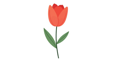 Vibrant Red Tulip Flower with Green Stem and Leaves.
