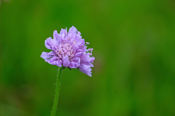Flower of Field Scabious Knautia Arvensis