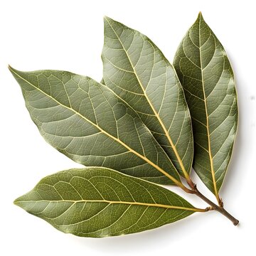 Zabel Laurel Leaf Glossy Deep Green Botanical Treasure with Sleek Elongated Shape and Bold Veined Texture Captured in Crisp Brilliant Detail on a Pure White Background