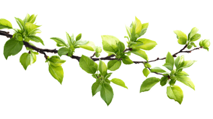HD realistic young green leaves on spring tree branch isolated on white png