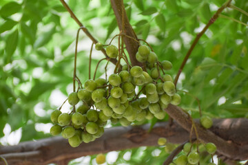 A lush seed green Neem tree, known for its medicinal properties in Ayurveda, stands against a natural backdrop. Its leaves, rich in herbal benefits, symbolize health and organic remedies. Neem, leaf