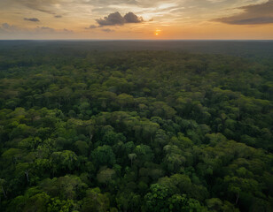 The beautiful and green forest of the Amazon at sunset. clouds over the forest.