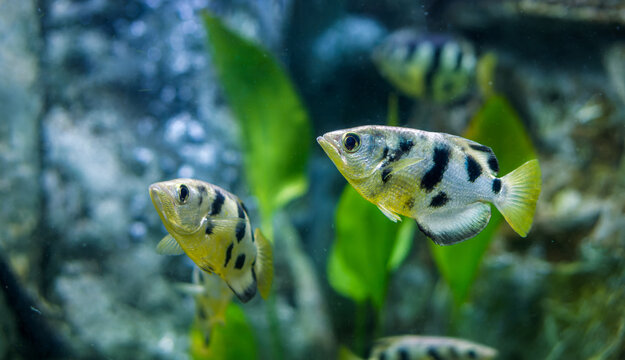 Particular Siamese Archerfish Swimming in Clear Aquarium Water. Toxotes siamensis with striking black bands and yellow fins swims gracefully in aquatic environment, with plants,bubbles in background.