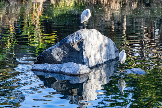 Three white birds are sitting on a white stone