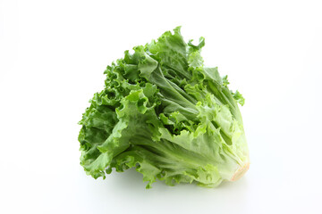 グリーンリーフレタス　白バック