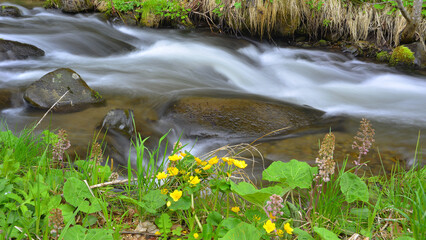 Caltha palustris and Petasites hybridus, on the banks of a mountain stream.