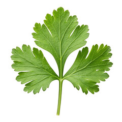Single fresh green cilantro leaf with serrated edges on black background
