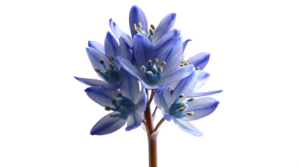 HD realistic alpine spring squill flower isolated on white png