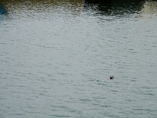 Grey seal. Halichoerus grypus in Ireland. 
