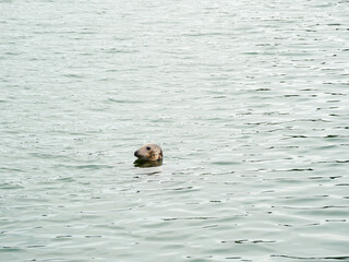 Grey seal. Halichoerus grypus in Ireland. 
