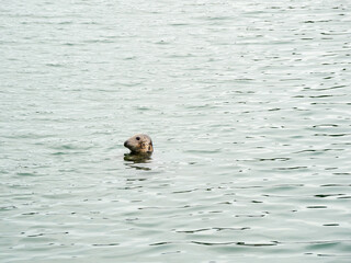 Fototapeta premium Grey seal. Halichoerus grypus in Ireland. 