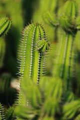 The cactus in the farm