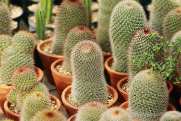 The cactus in the farm