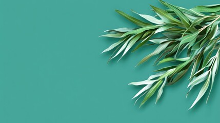 Obraz premium Eucalyptus Leaves on Teal Background: Minimalist Botanical Composition.