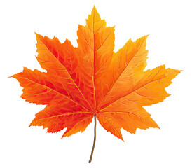 Vibrant autumn maple leaf.  A detailed graphic of a single, autumnal maple leaf.  Deep orange and yellow hues highlight the leaf's intricate veining and shape.  