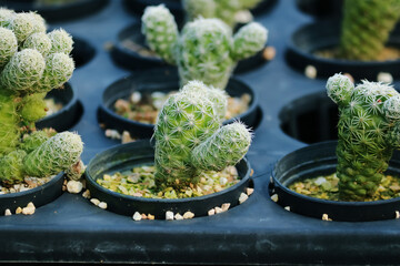 The cactus in the farm