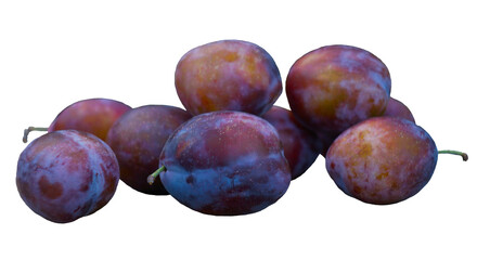 A large red ripe plum stands.