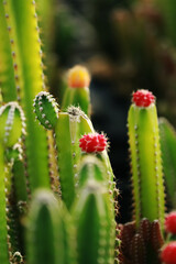 The cactus in the farm