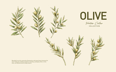 Watercolor Olive Illustration Pack Hand Drawn 6 Botanical Elements for Elegant Design