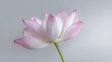 Fototapeta premium The exquisite lotus flower displaying delicate shades of pink and white.