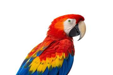 Obraz premium Colorful red macaw bird showing magnificent plumage in natural pose with detailed feather patterns visible, isolated on a transparent background