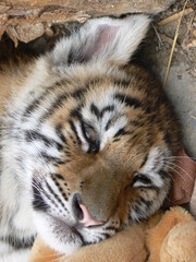 portrait of a tiger