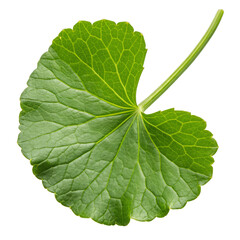 Obraz premium Single green round leaf with serrated edges on a black background