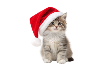 Gray and white long-haired kitten wearing red Santa hat, sitting upright with alert expression and fluffy fur, isolated on a transparent background