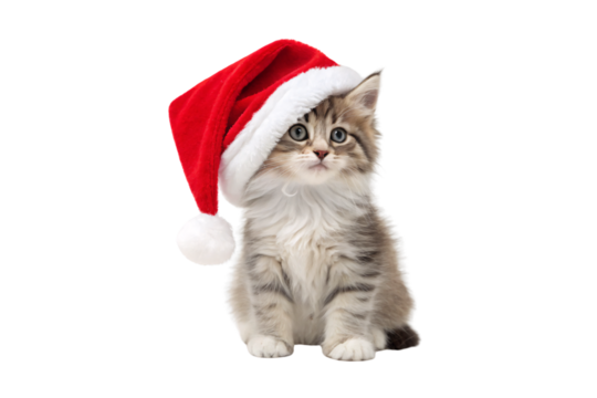 Gray and white long-haired kitten wearing red Santa hat, sitting upright with alert expression and fluffy fur, isolated on a transparent background