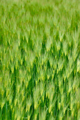 春の麦畑（富山県・射水市）