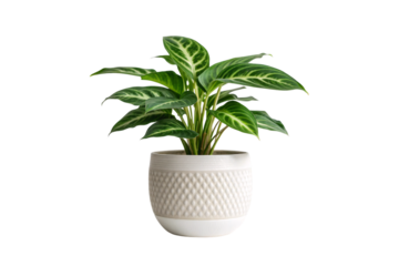 Small potted plant with striped green leaves in decorative white textured planter showing healthy growth, isolated on a transparent background