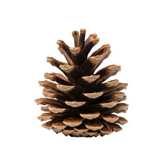 Close-up of a brown pine cone on a white background.