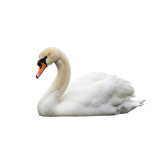 Obraz premium Elegant white swan with orange beak resting on a white background, its neck gracefully curved.
